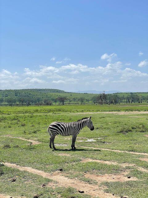 Kenya_animal_04