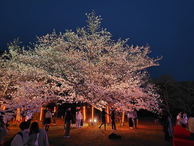 cherry-blossom-festival-in-fukuoka-castle-00
